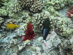 Snorkeling at Molokini
